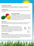 ABC Reading Eggs - My First - Alphabet - Sample Pages - 5