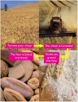 Go Facts - How is it Made? - Bread - Sample Page