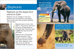 Go Facts Mammals - Extreme Mammals - Sample Page