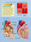 Go Facts - Healthy Bodies - Body Systems - Sample Page