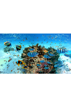 5 Fun Under the Sea Resources