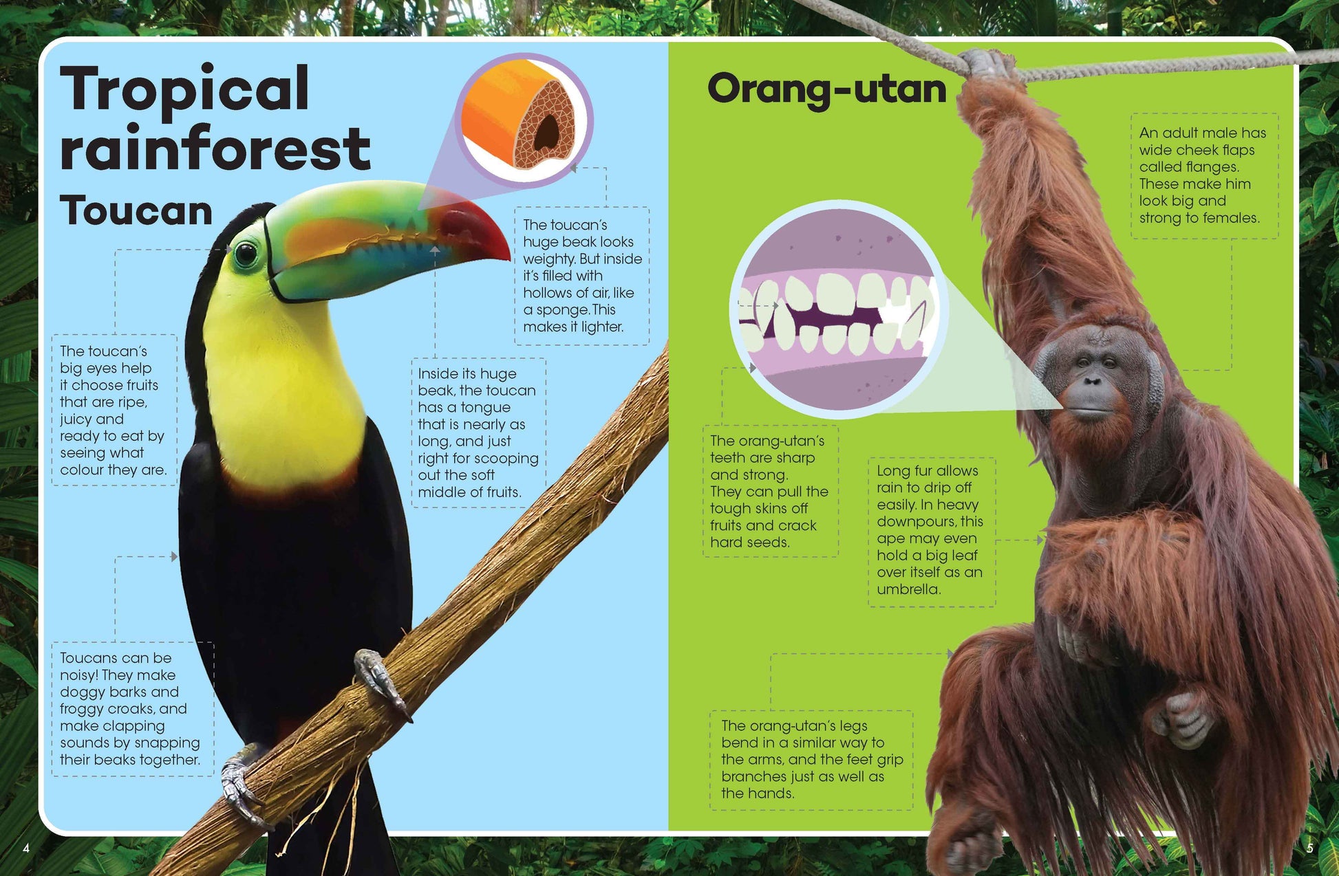 Explore & Learn Kits - Animals Explorer — inside page 2