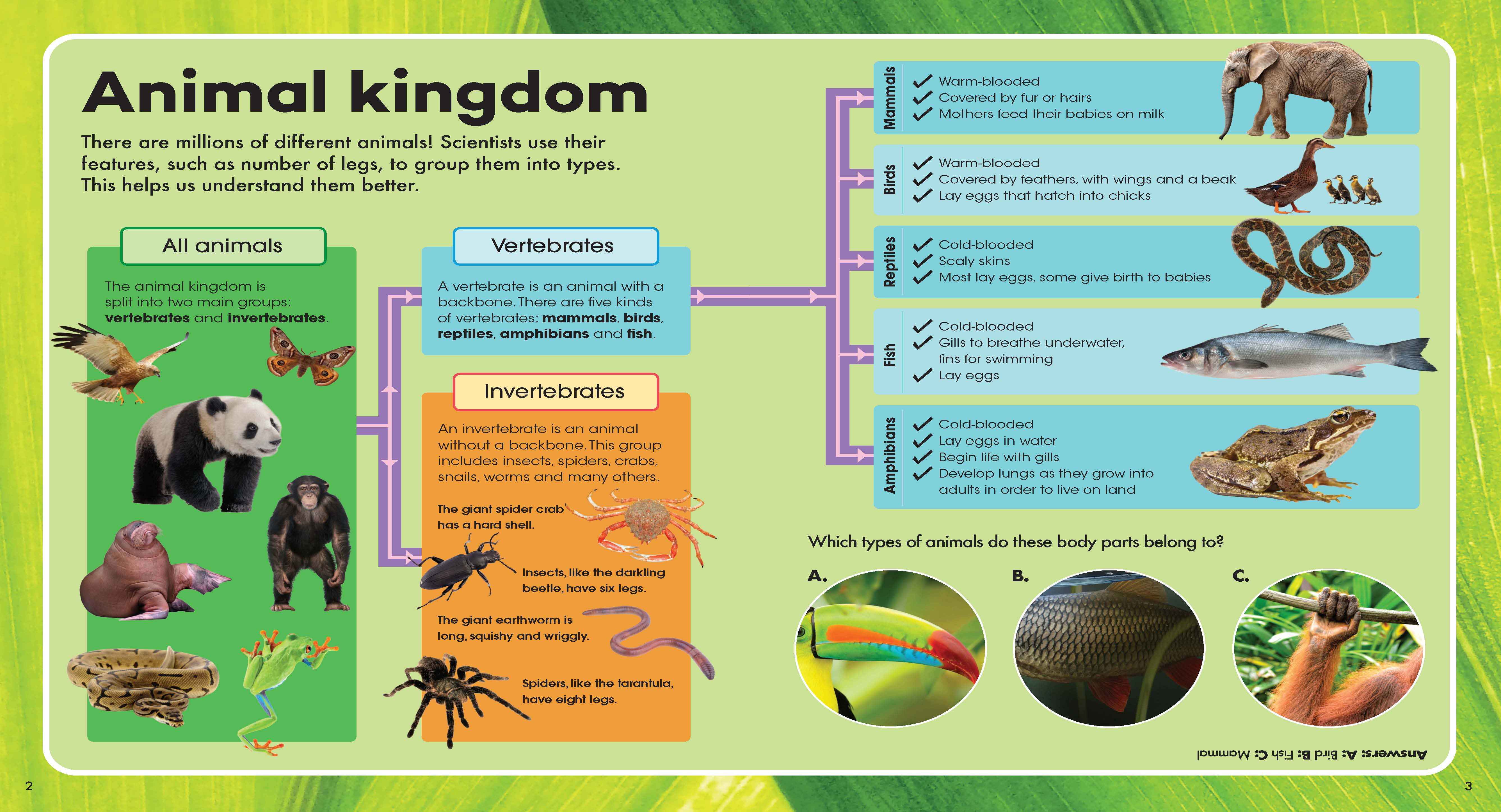 Explore & Learn Kits - Animals Explorer — inside page 1