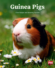Guinea Pigs