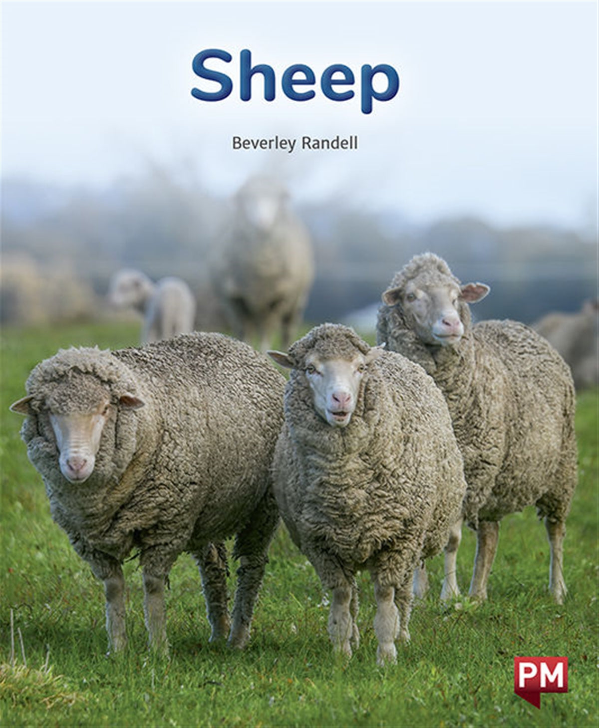 Sheep