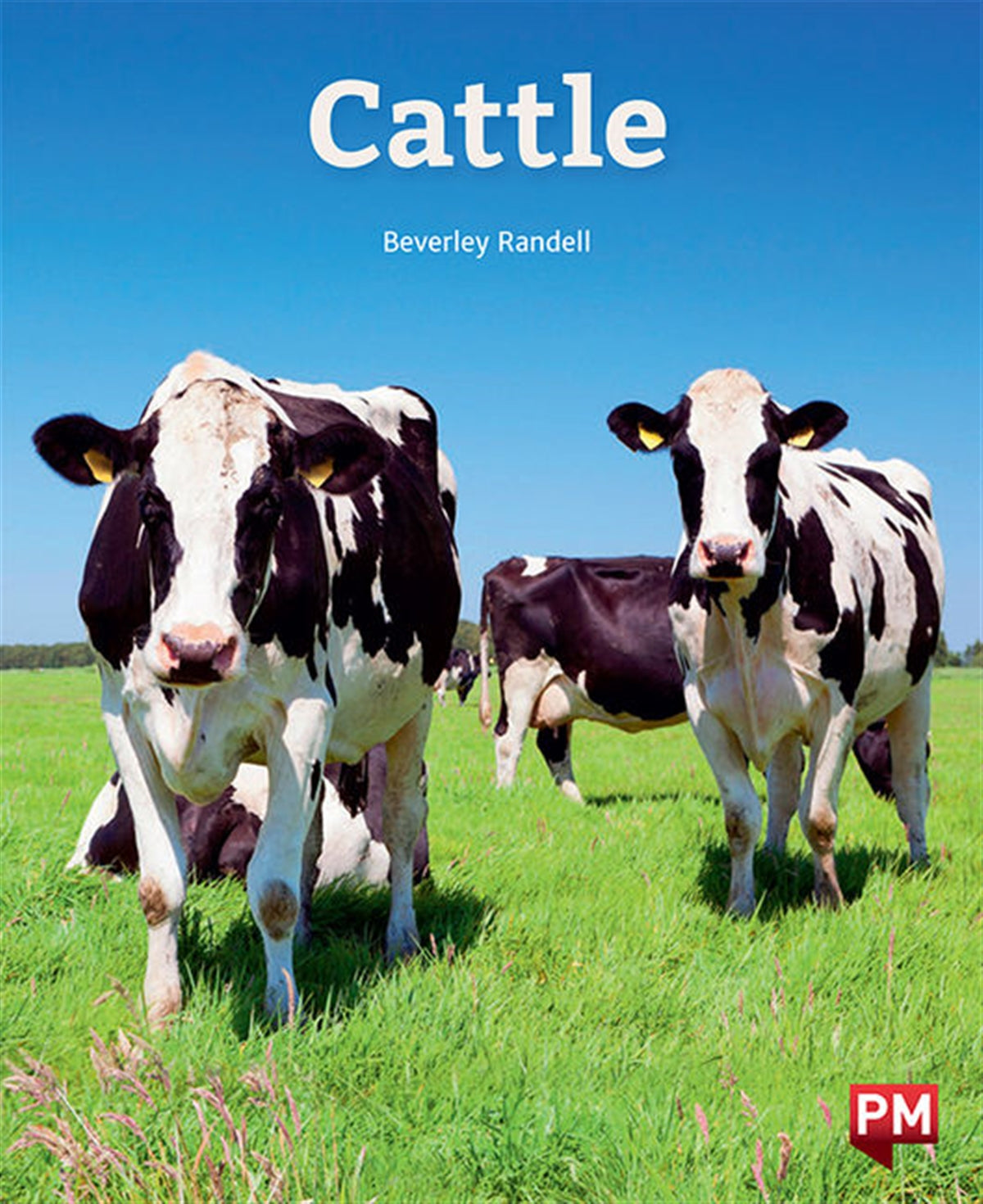 Cattle