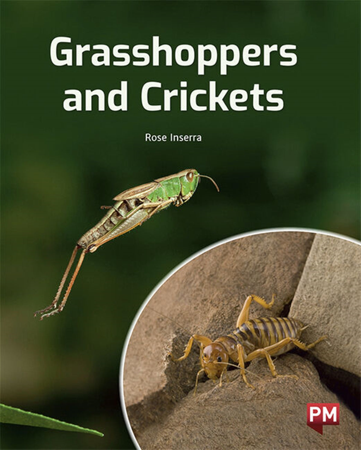 Grasshoppers and Crickets