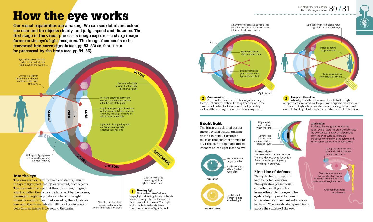 How the Body Works