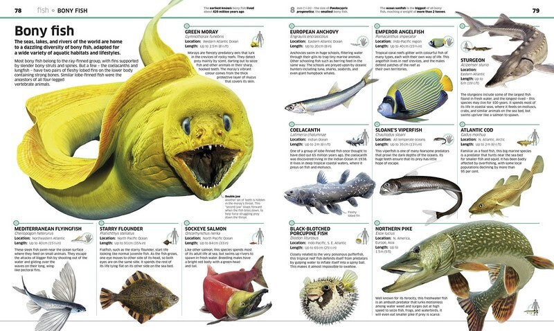 Knowledge Encyclopedia: Animals!