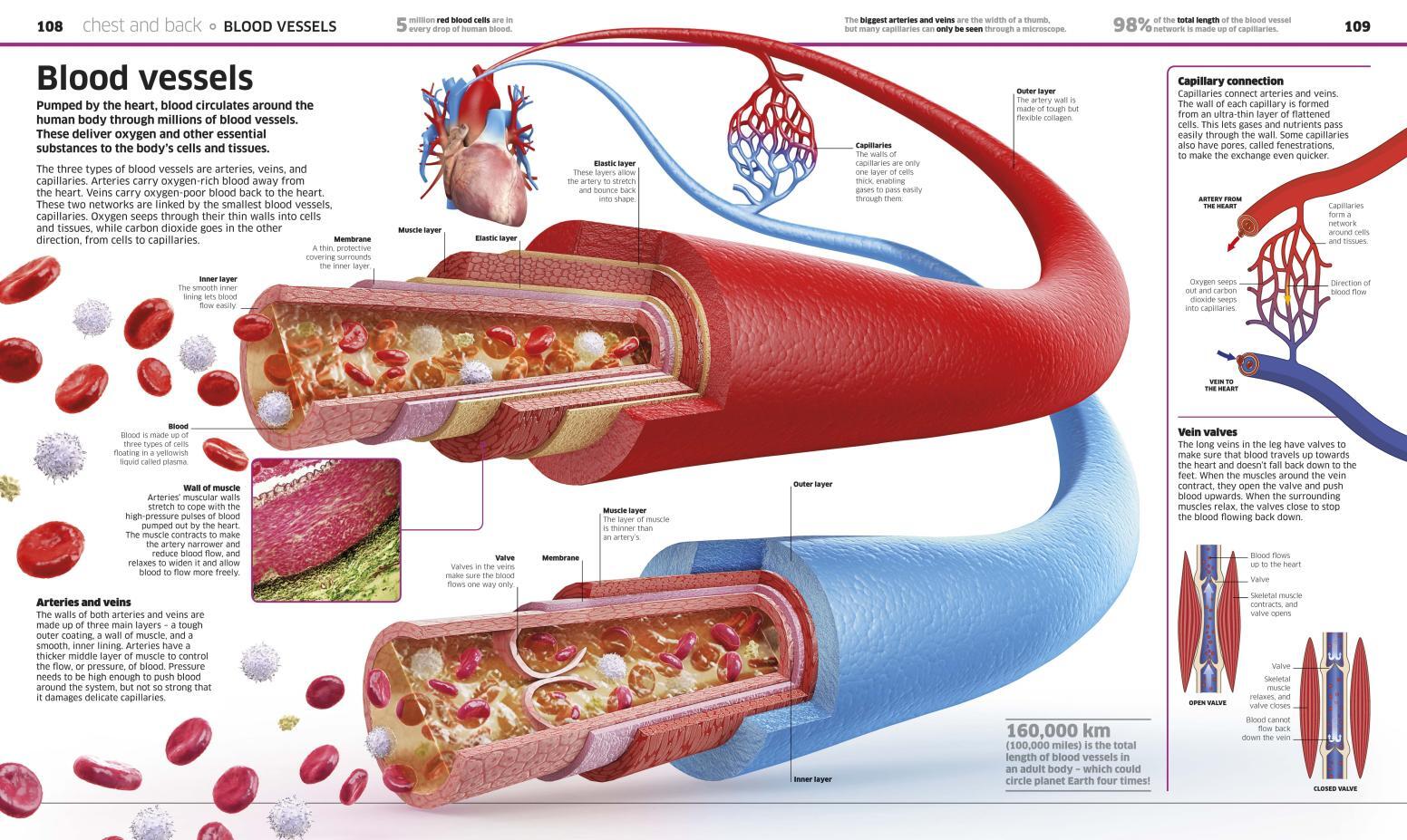 Knowledge Encyclopedia: Human Body!