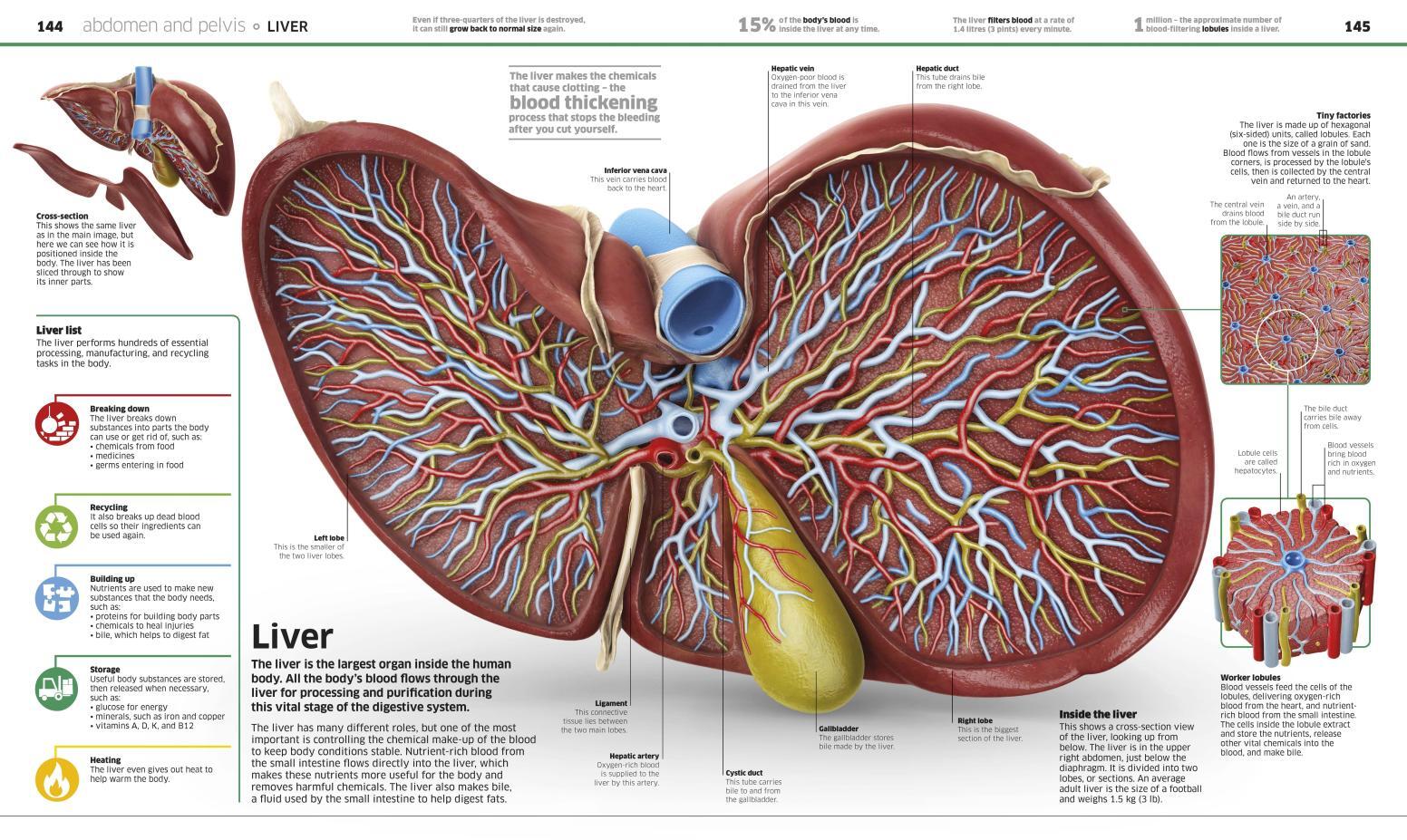 Knowledge Encyclopedia: Human Body!