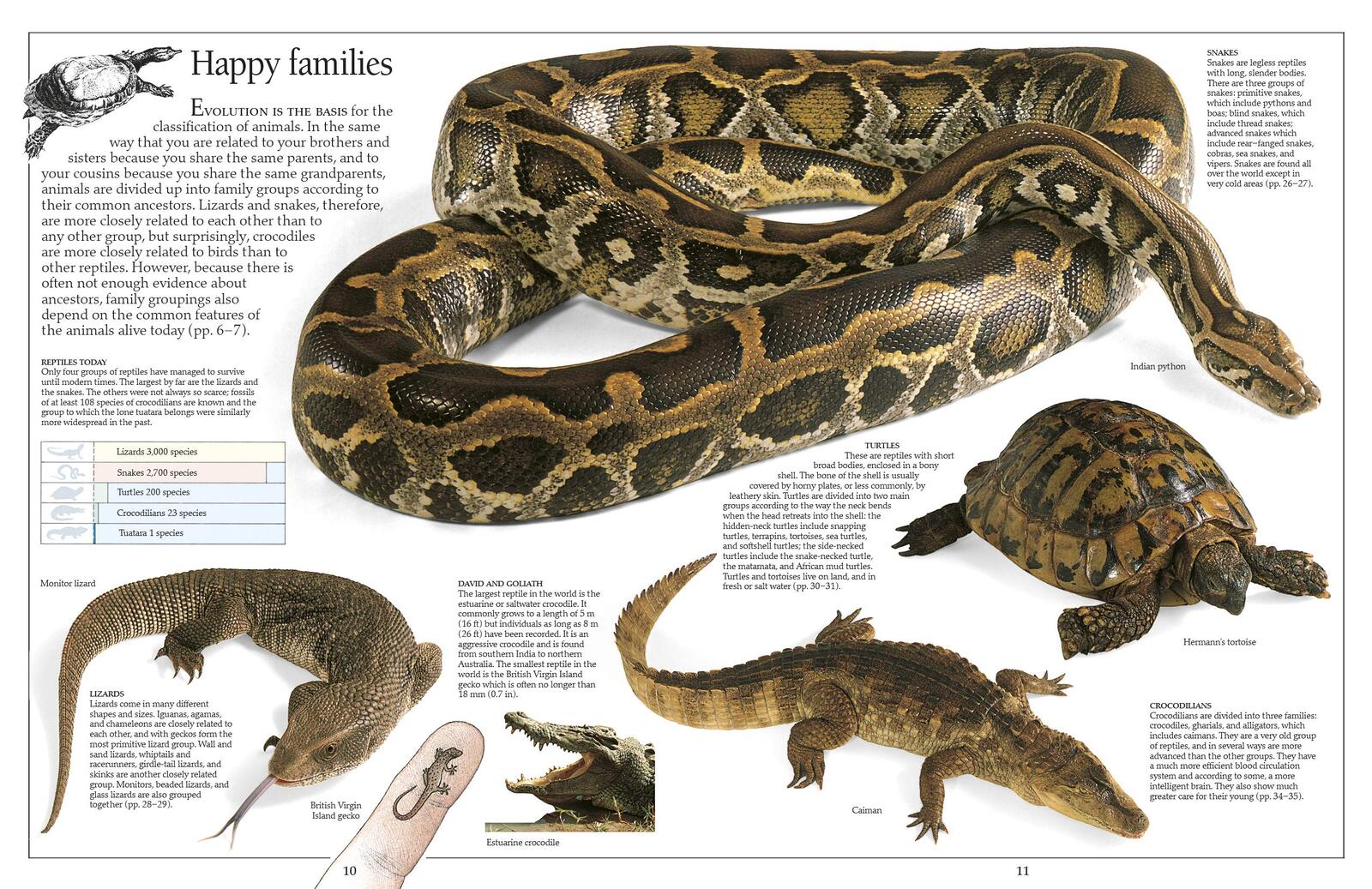 Eyewitness Reptile