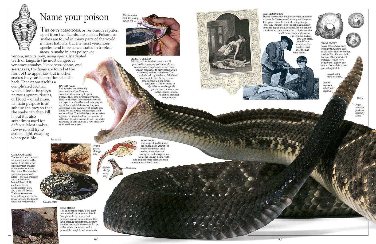 Eyewitness Reptile