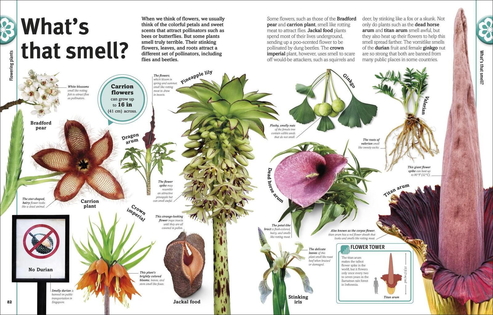 Trees, Leaves, Flowers and Seeds