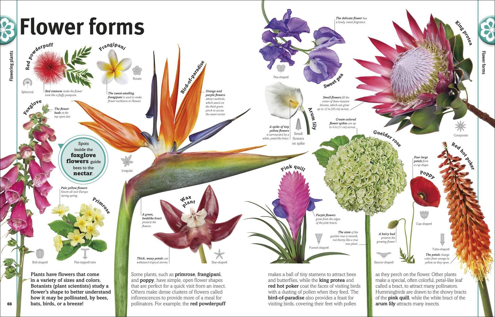 Trees, Leaves, Flowers and Seeds