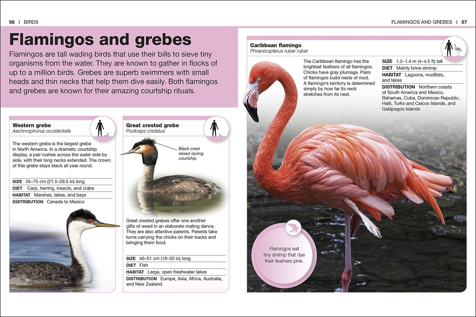 Pocket Eyewitness Animals