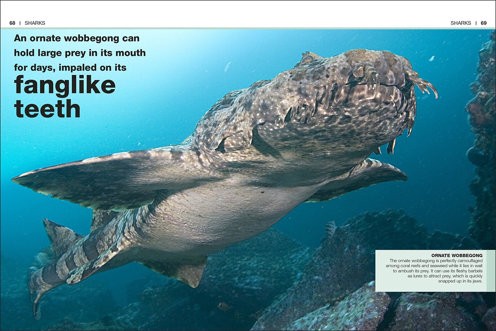 Pocket Eyewitness Sharks