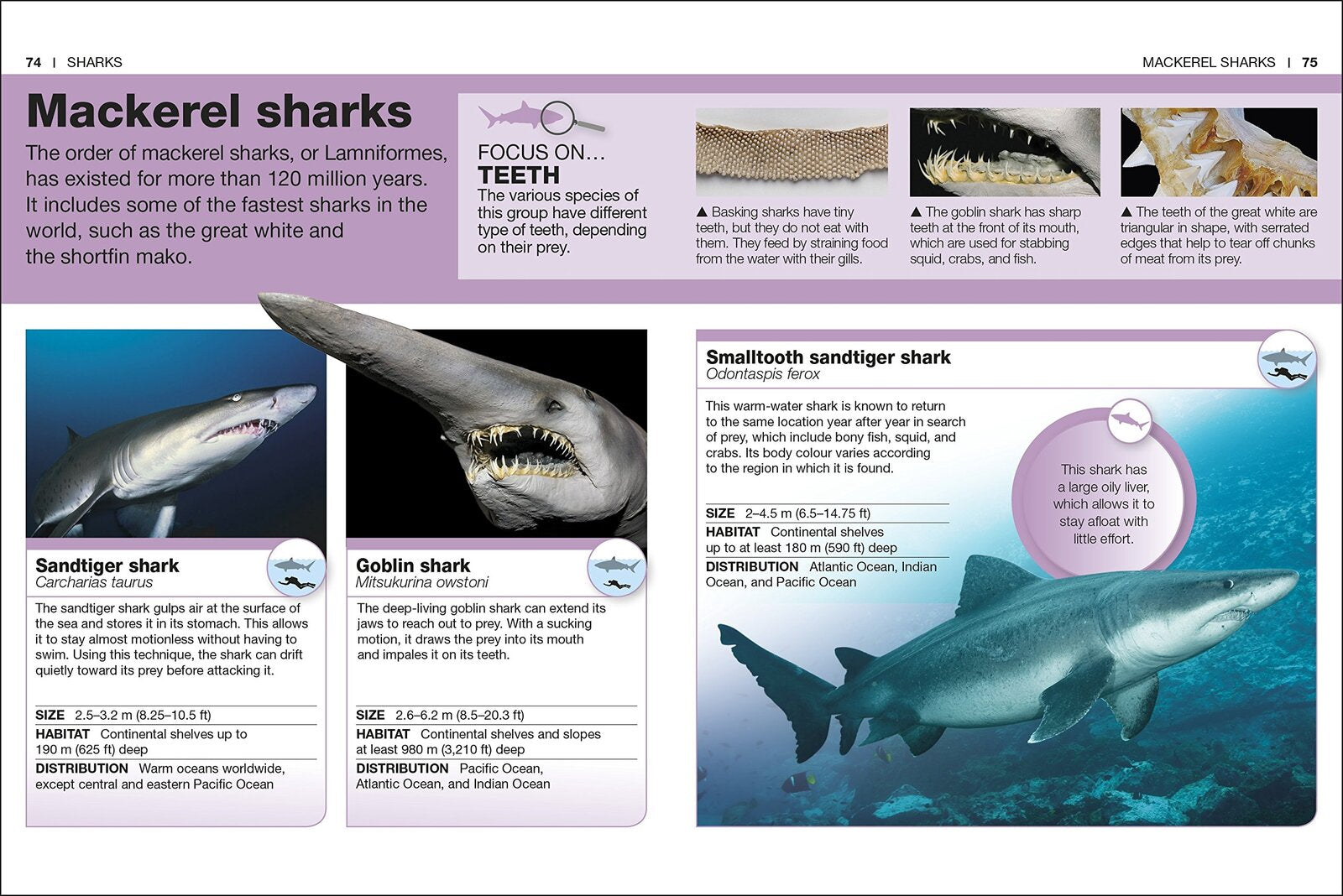 Pocket Eyewitness Sharks