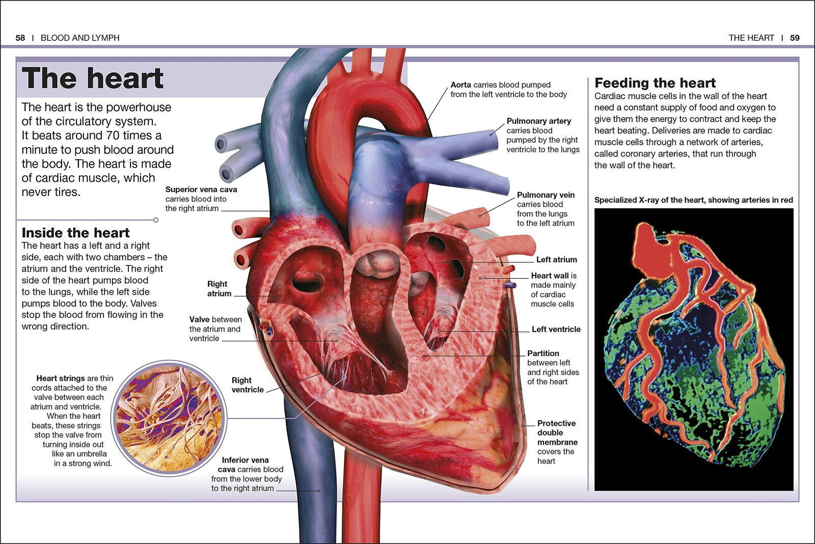 Pocket Eyewitness Human Body
