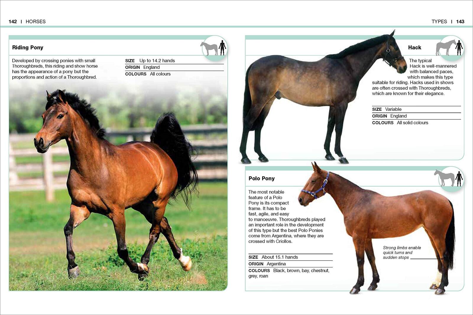 Pocket Eyewitness Horses