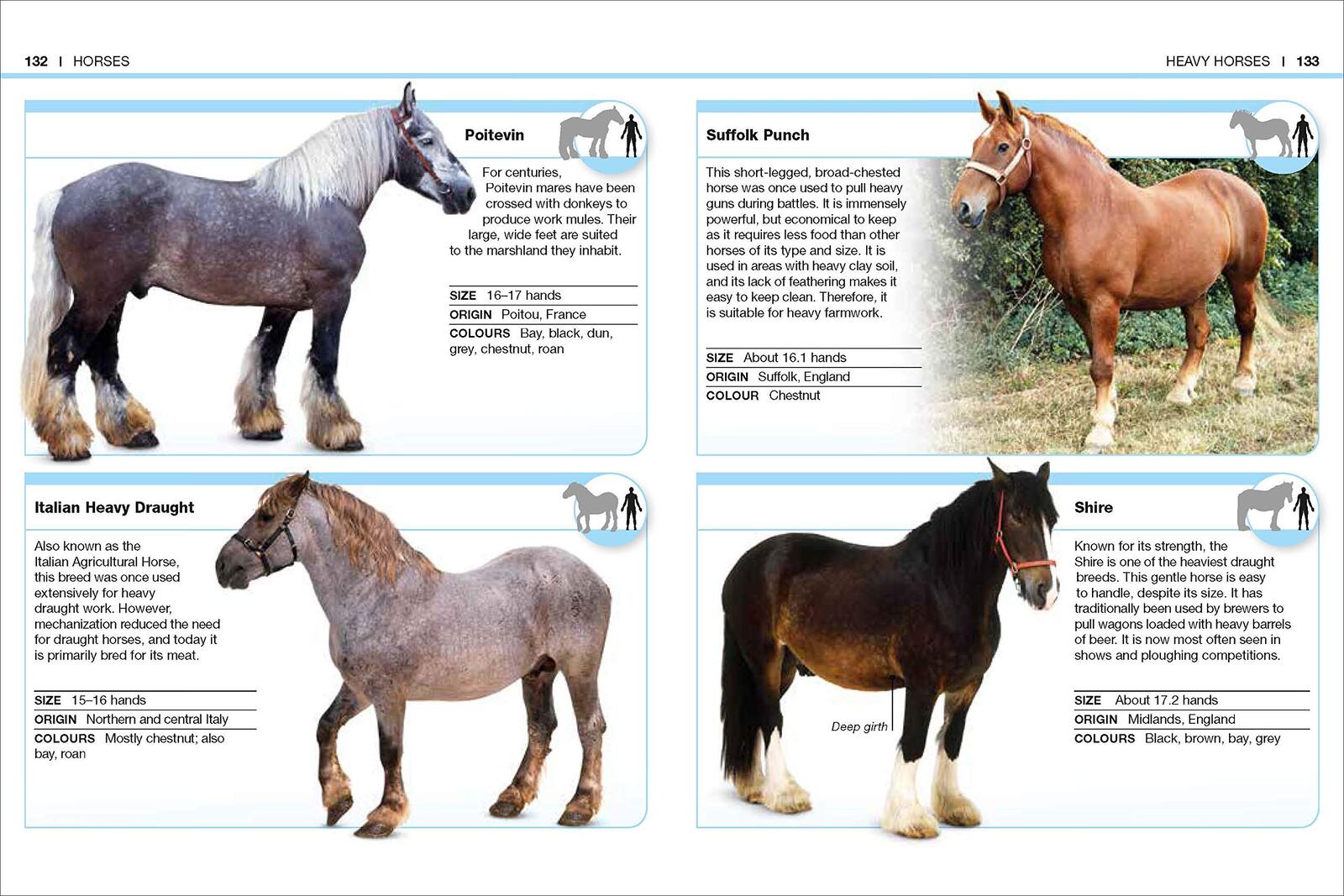 Pocket Eyewitness Horses