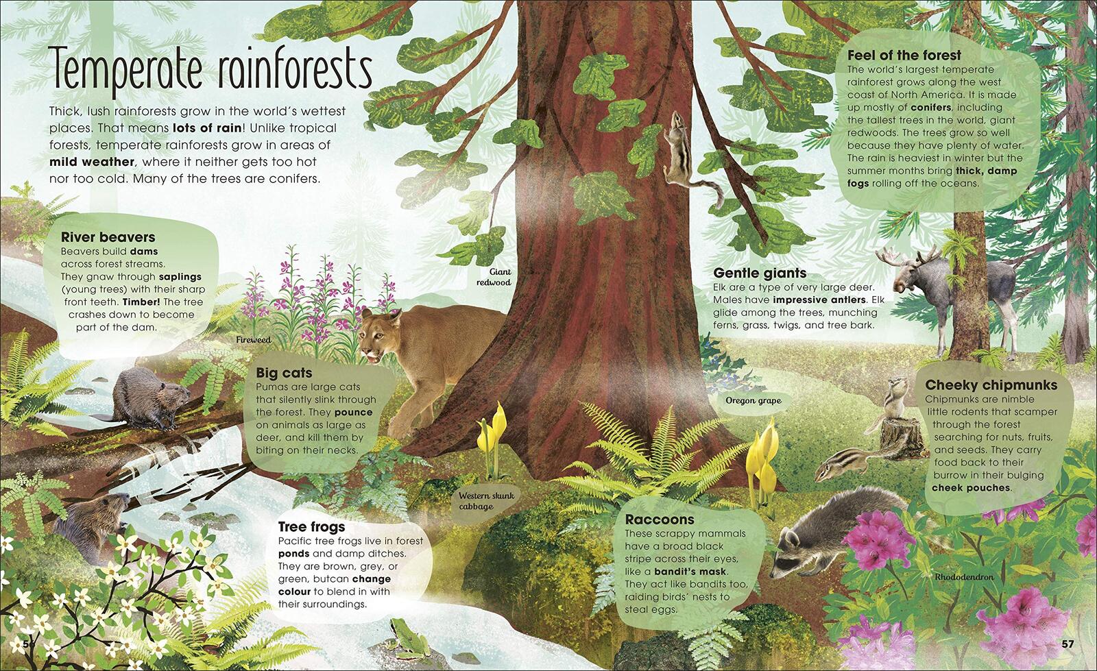 RHS The Magic and Mystery of Trees