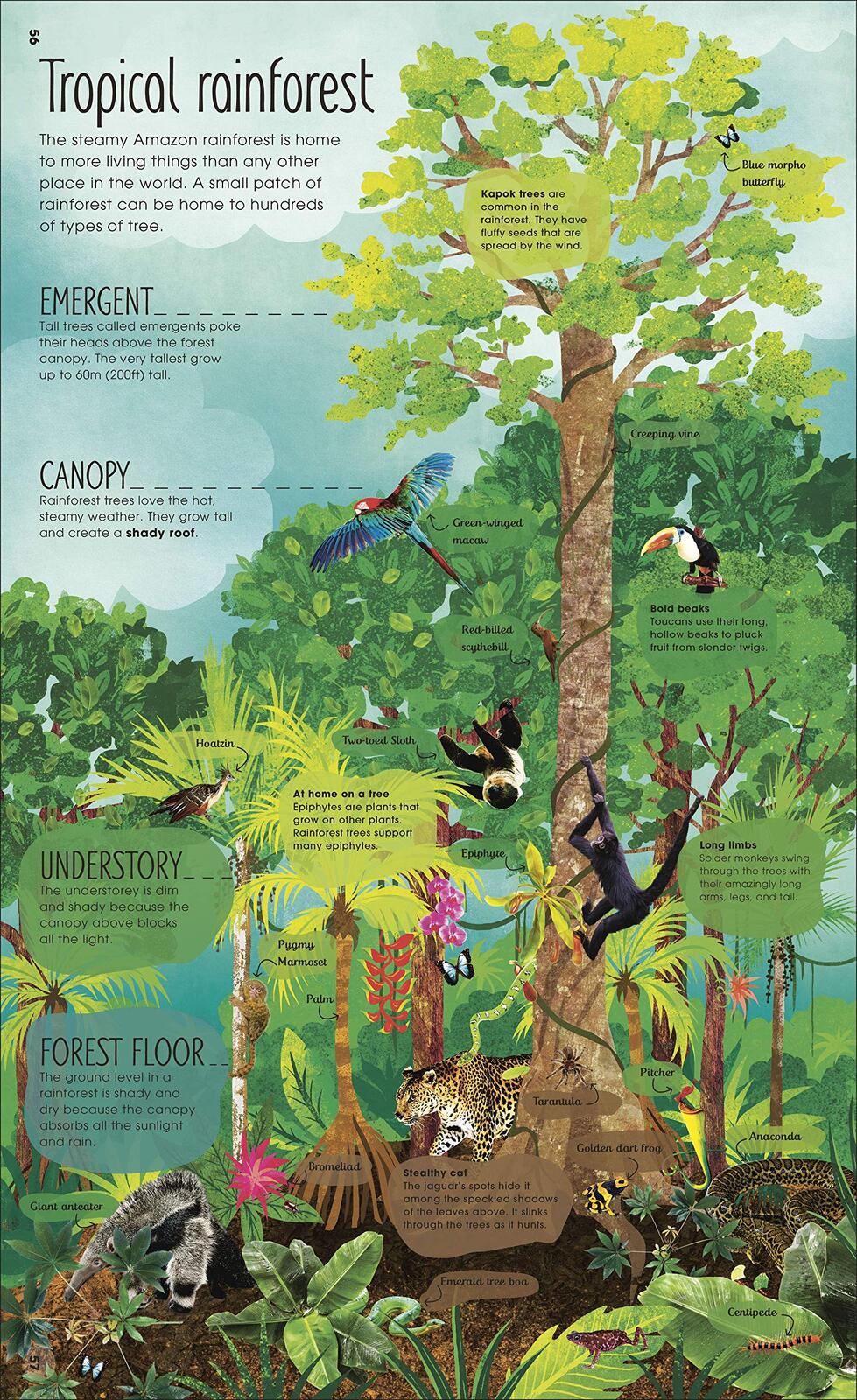 RHS The Magic and Mystery of Trees