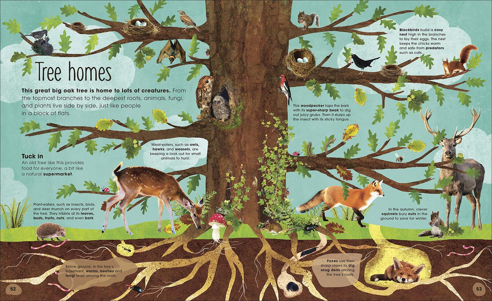RHS The Magic and Mystery of Trees