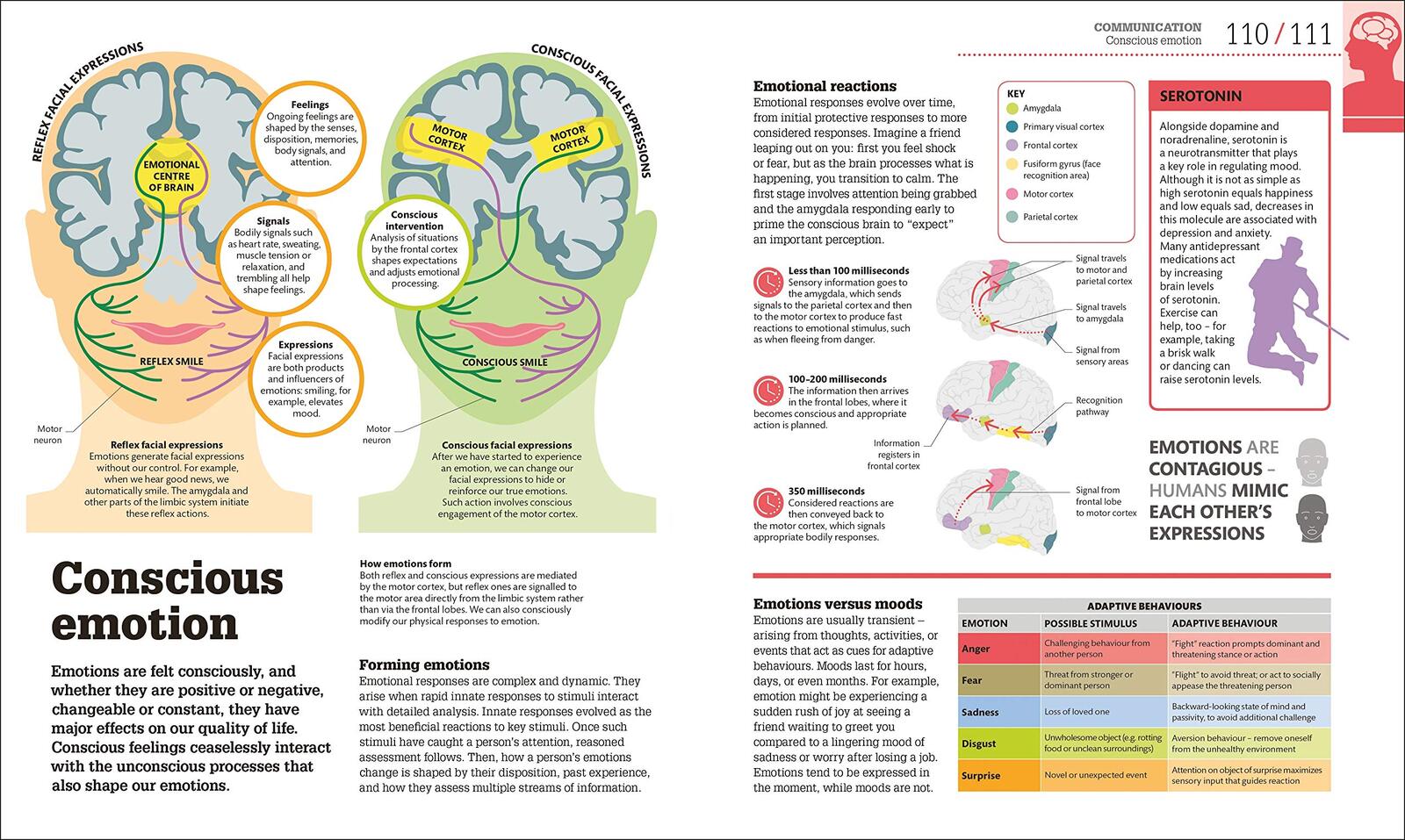How the Brain Works