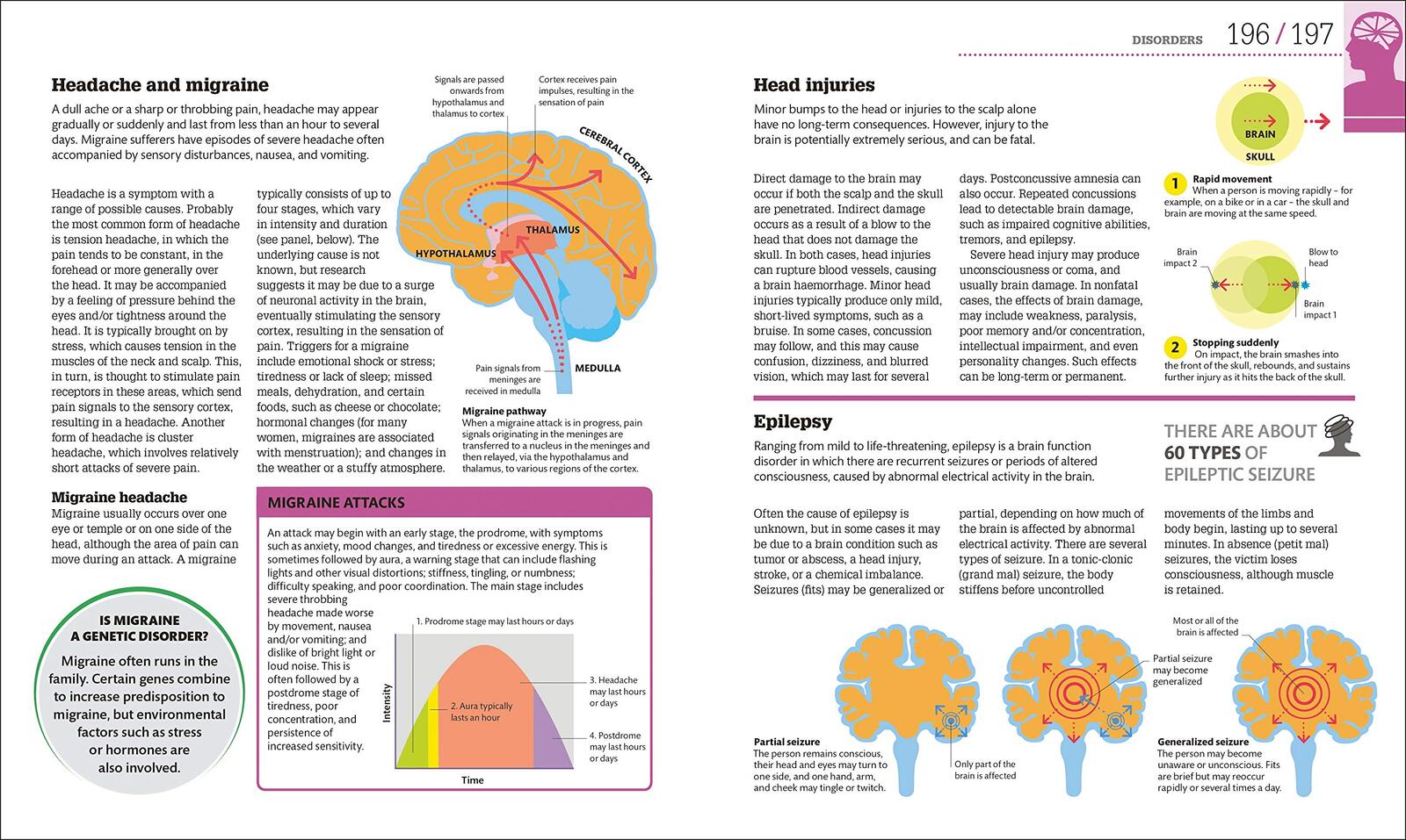 How the Brain Works
