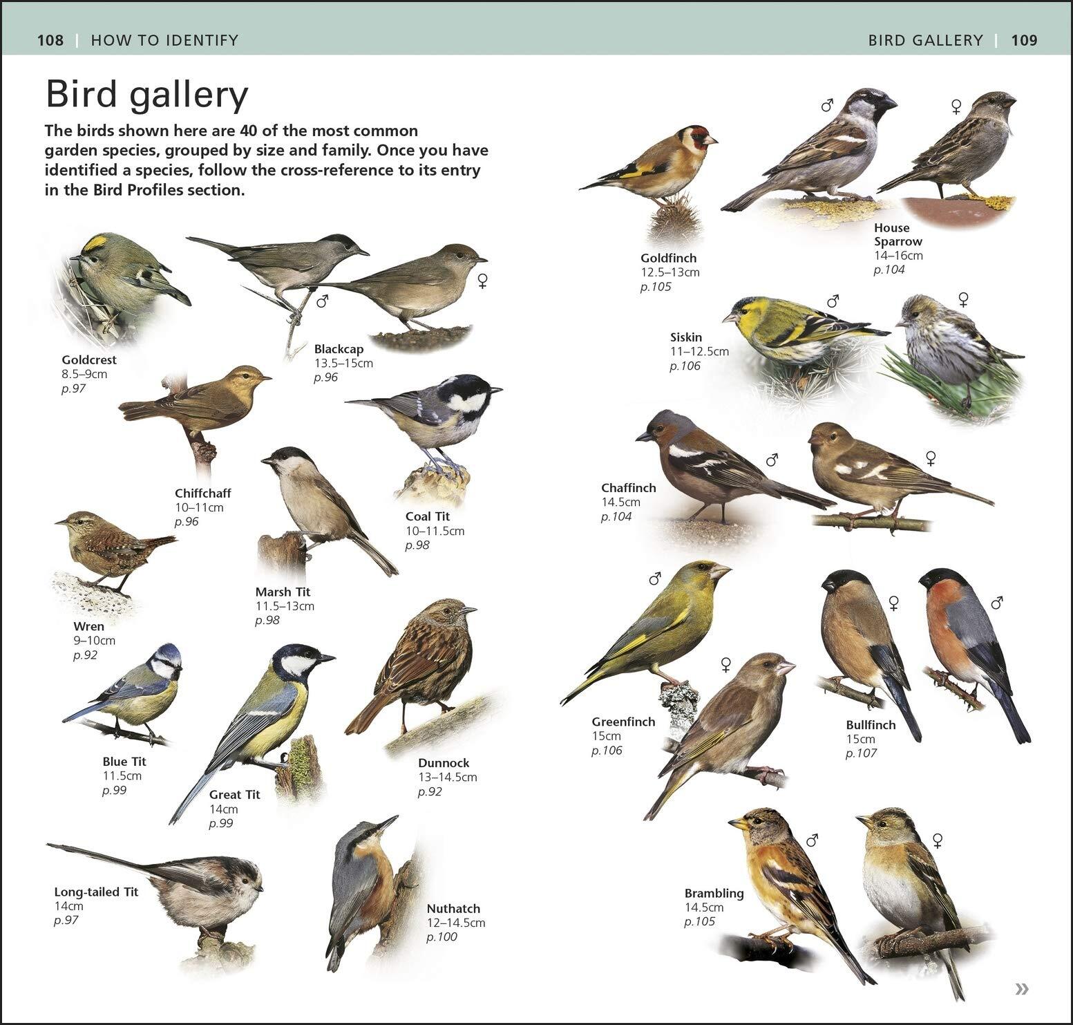RSPB Pocket Garden Birdwatch