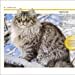 Pocket Eyewitness Cats