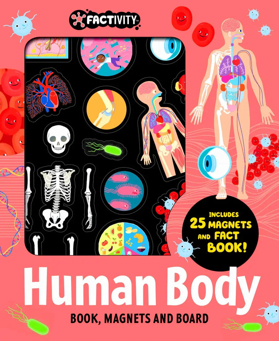 Factivity - Magnetic Folder - Human Body (Neon Edition)