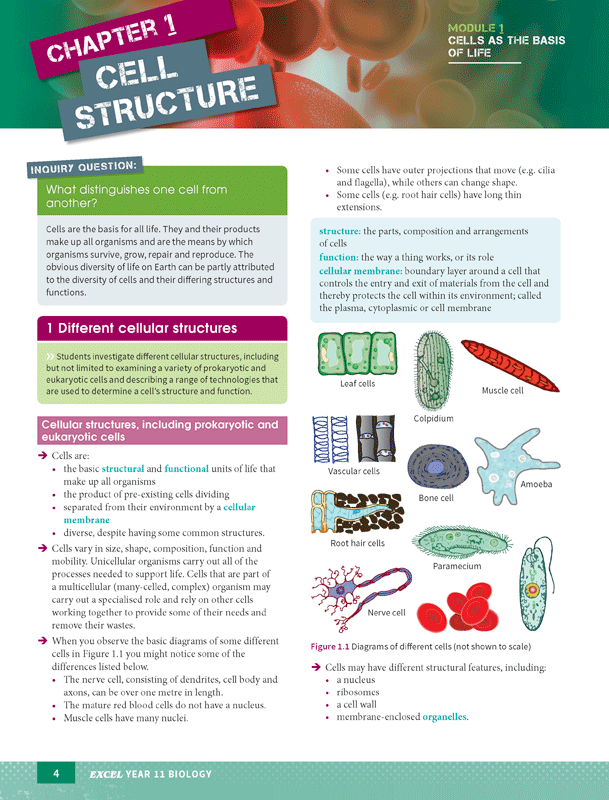Excel - Biology Study Guide: Year 11