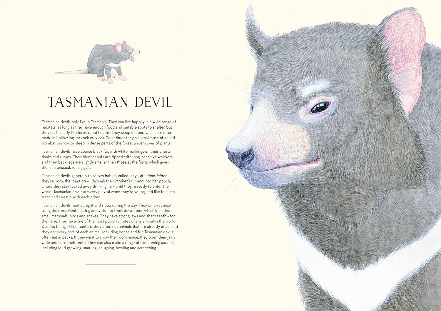 Australian Animals