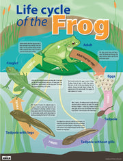Life Cycle Of The Frog Chart (Previous Design)