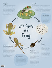 Life Cycle of a Frog -  Educational Chart