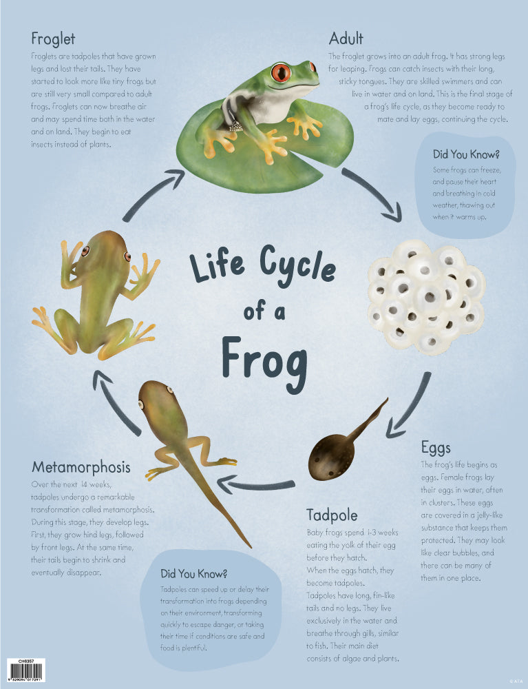 Life Cycle of a Frog -  Educational Chart