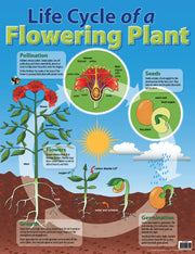 Life Cycle Of A Flowering Plant Chart (Previous Design)
