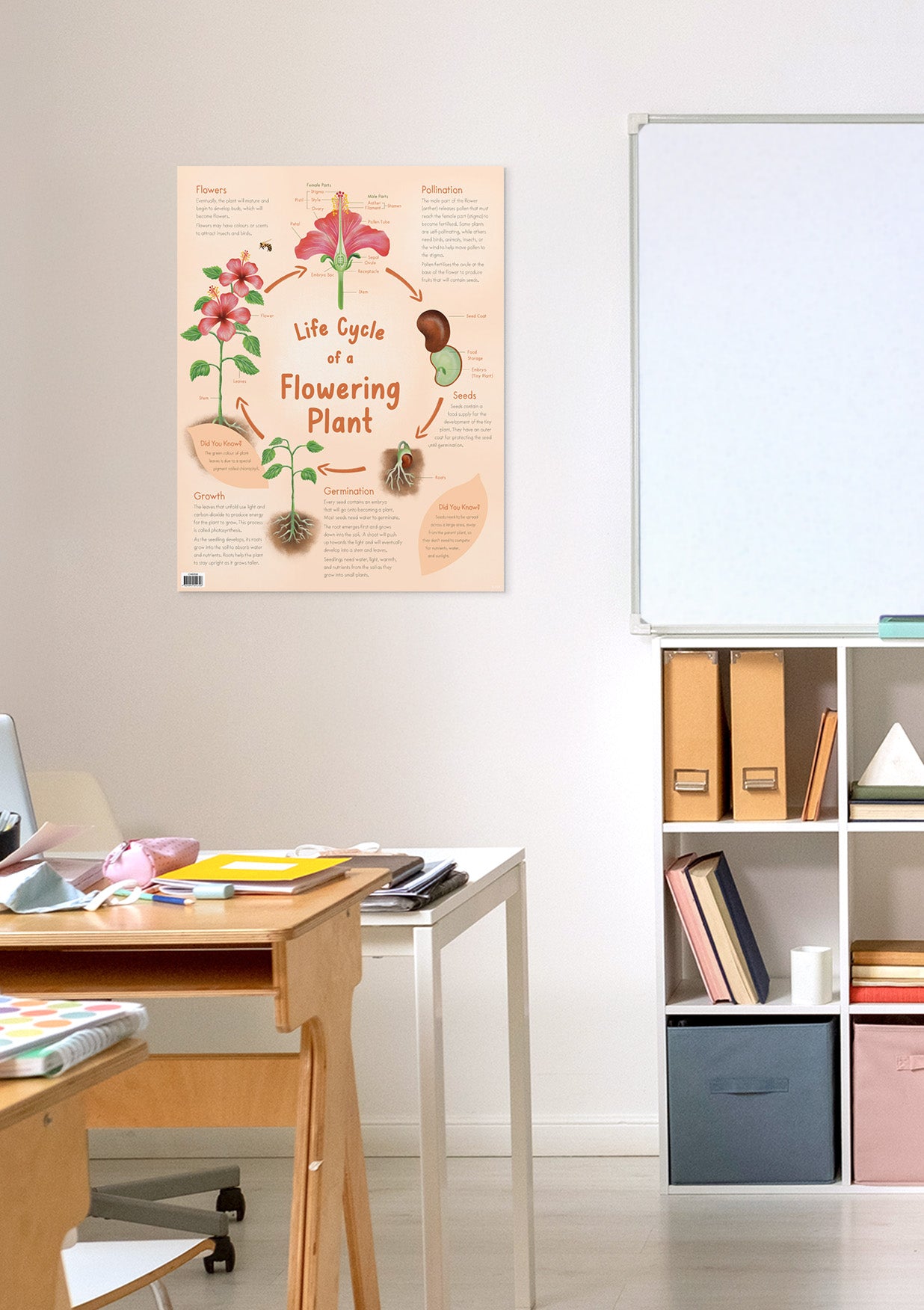 Life Cycle of a Flowering Plant Chart