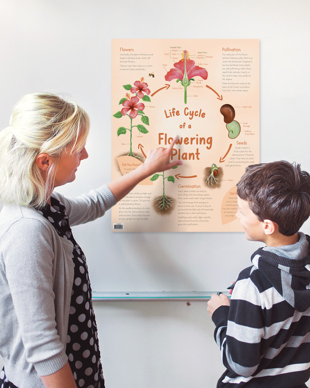 Life Cycle of a Flowering Plant Chart