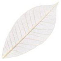 Natural Skeleton Leaves (Pack of 100)