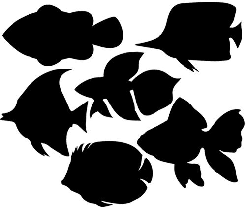Scratch Fish (Pack of 24)