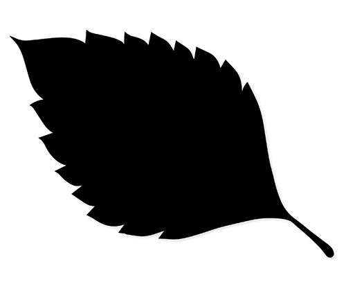 Scratch Leaves (Pack of 24)