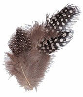 Guinea Fowl Feathers - Natural (10g)