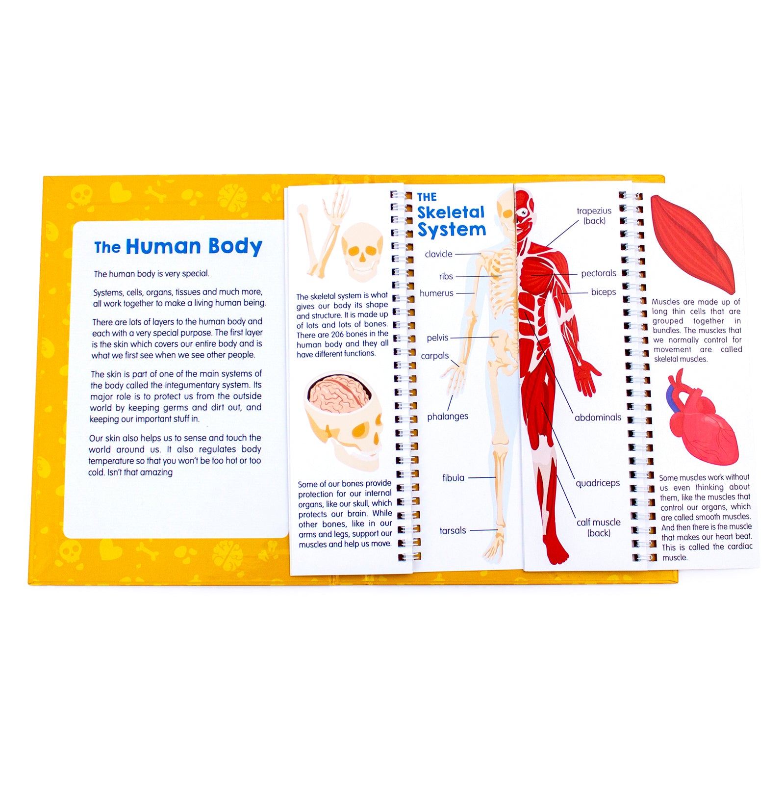 Anatomy Flips