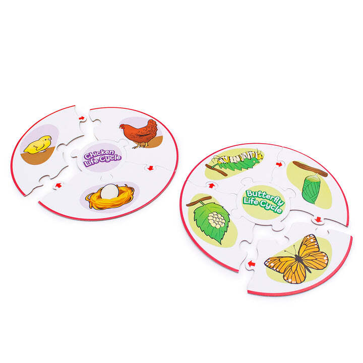 Life Cycle Puzzles