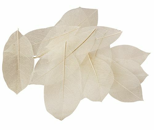 Skeleton Leaves - Natural (Pack of 100) - CLEARANCE