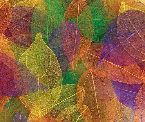 Skeleton Leaves - Coloured Small (Pack of 100)