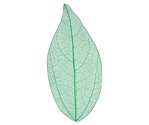 Skeleton Leaves - Coloured Small (Pack of 100)